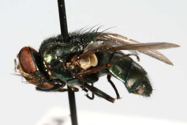 Image of Screwworm Flies