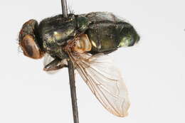 Image of Screwworm Flies