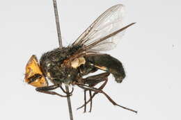 Image of Screwworm Flies