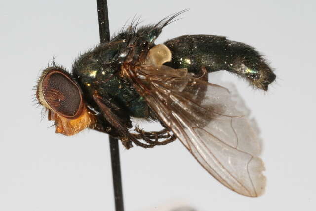 Image of Screwworm Flies