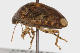 Image of Scutellerinae