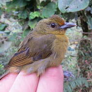 Image of tanagers