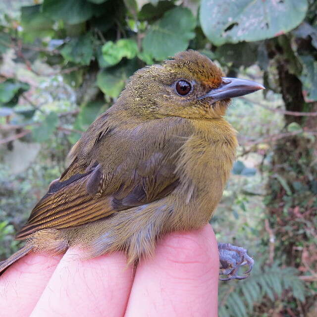 Image of tanagers