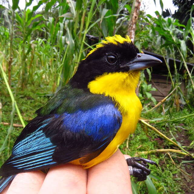 Image of tanagers