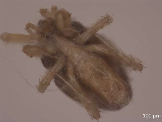 Image of Parasitus