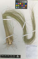 Image of needlegrass