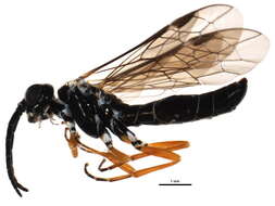 Image of Allantinae