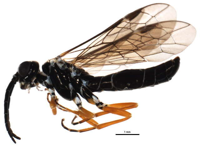 Image of Allantinae