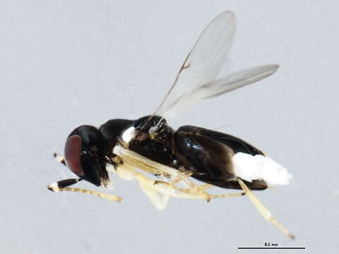 صورة Tetracneminae