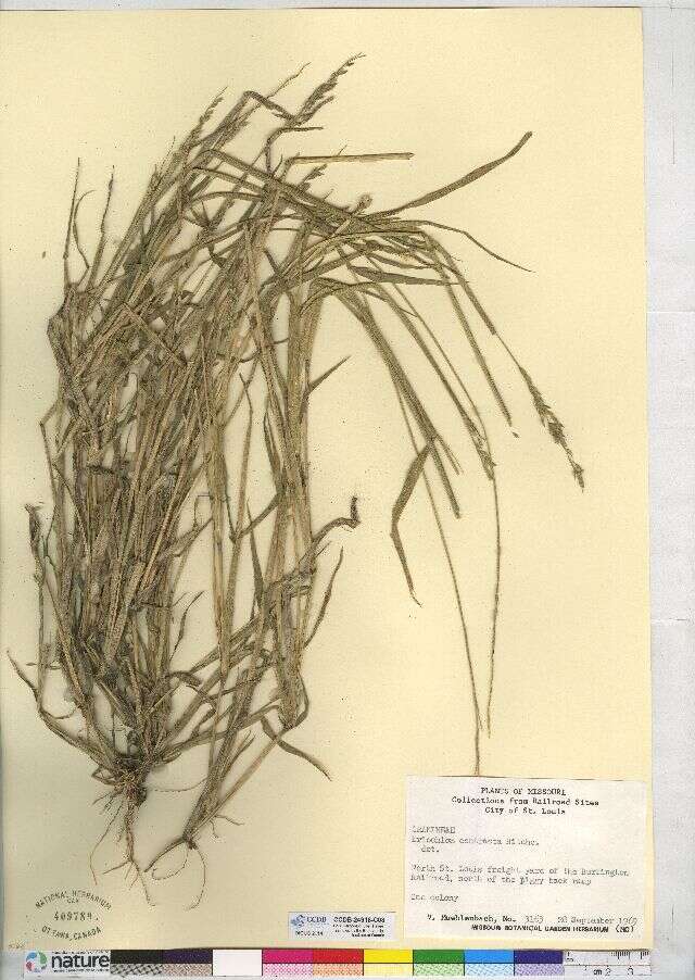 Imagem de Eriochloa