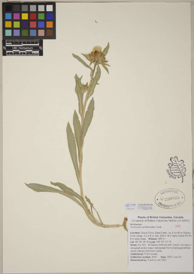 Image of goldenweed