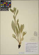 Image of goldenweed