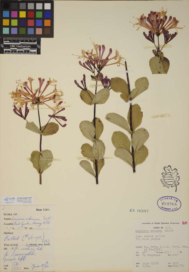 Image of honeysuckle