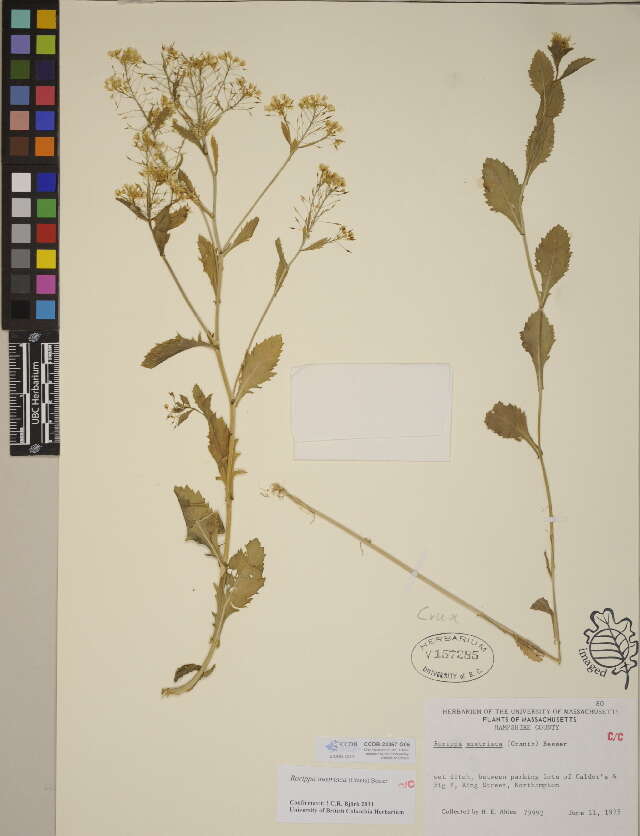 Image of yellowcress