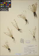 Image of Sedges