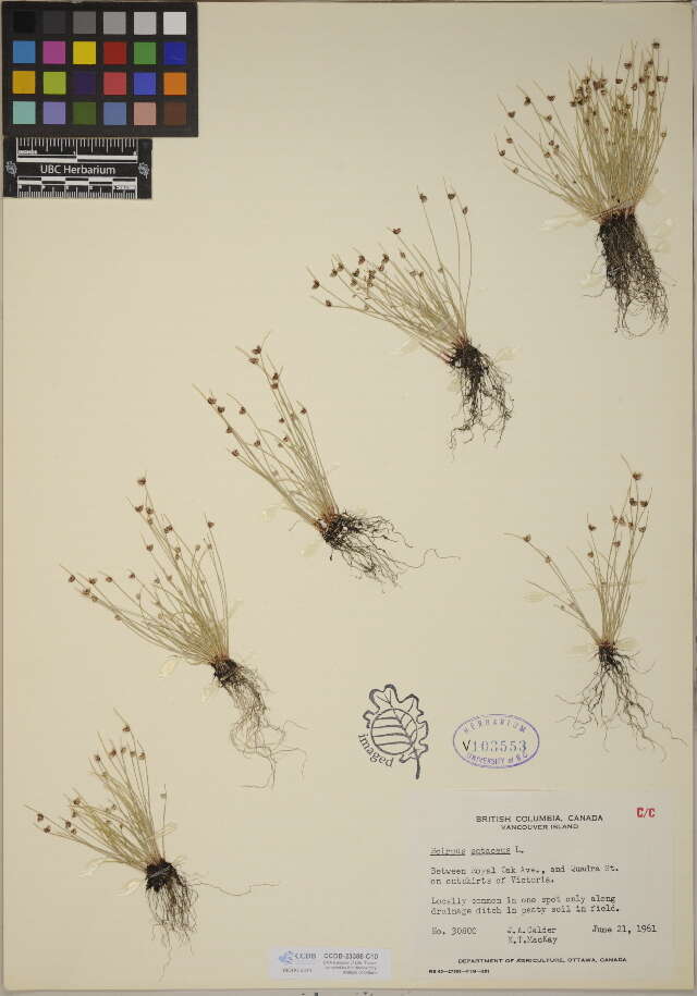 Image of Sedges