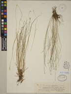 Image of Sedges