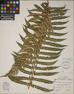 Image of hollyfern