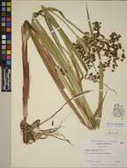 Image of Sedges