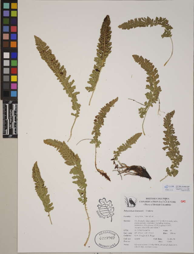 Polystichum resmi