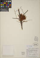Image of dwarf mistletoe