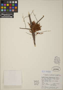 Image of dwarf mistletoe