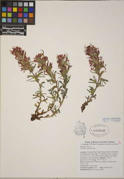 Image of Indian paintbrush