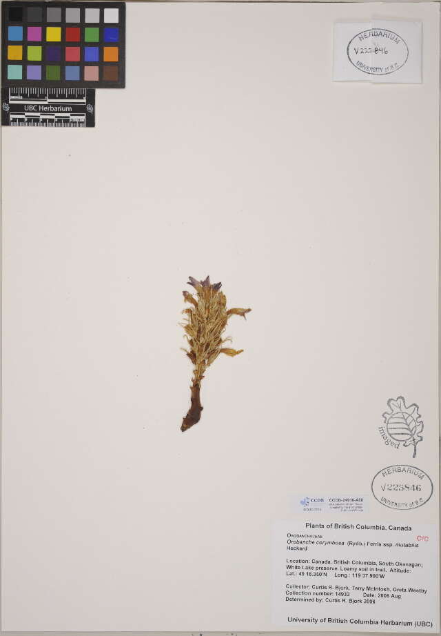 Image of broomrape