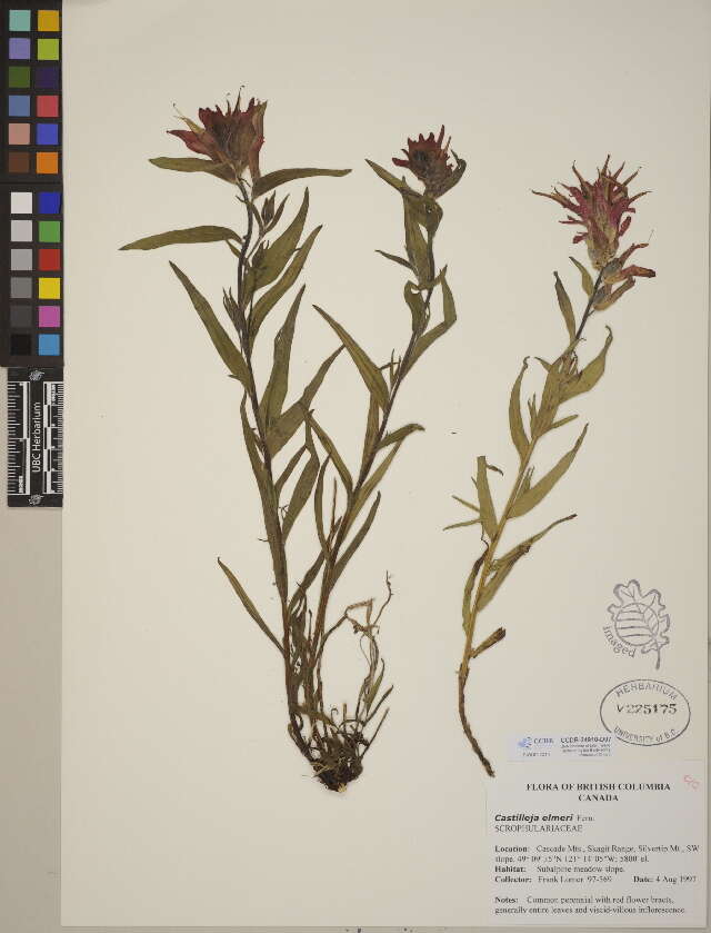 Image of Indian paintbrush