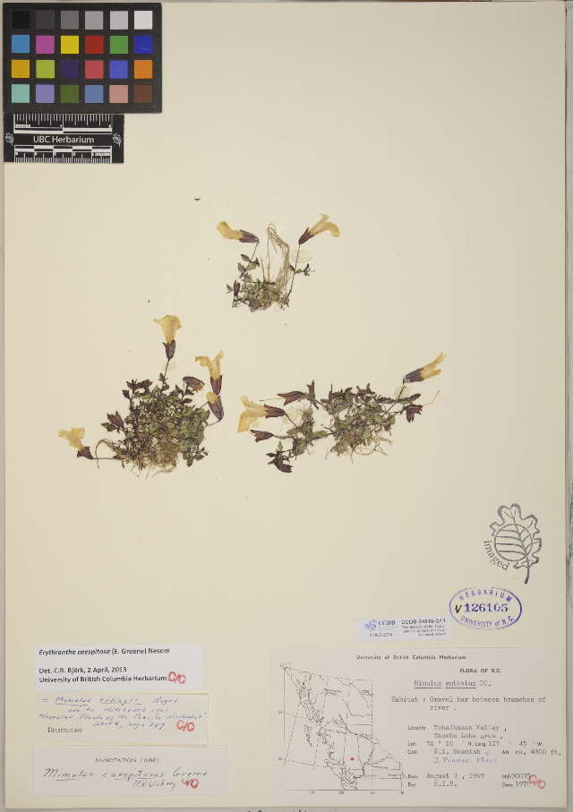 Image of monkeyflowers