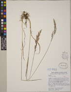 Image of oatgrass