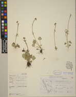 Saxifragaceae resmi
