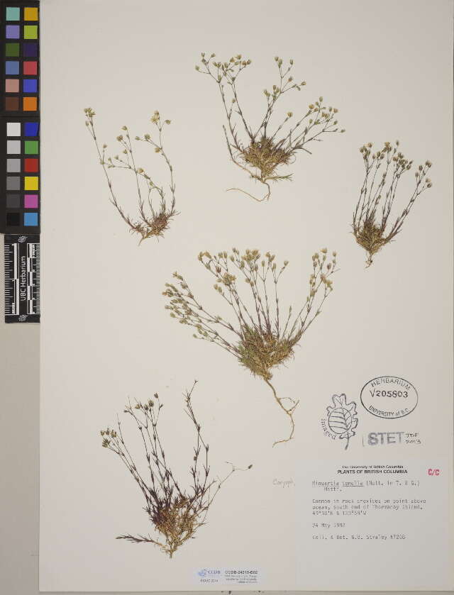 Image of stitchwort