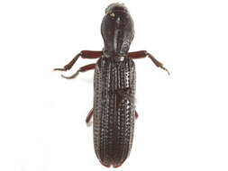 Image of Bothriderinae