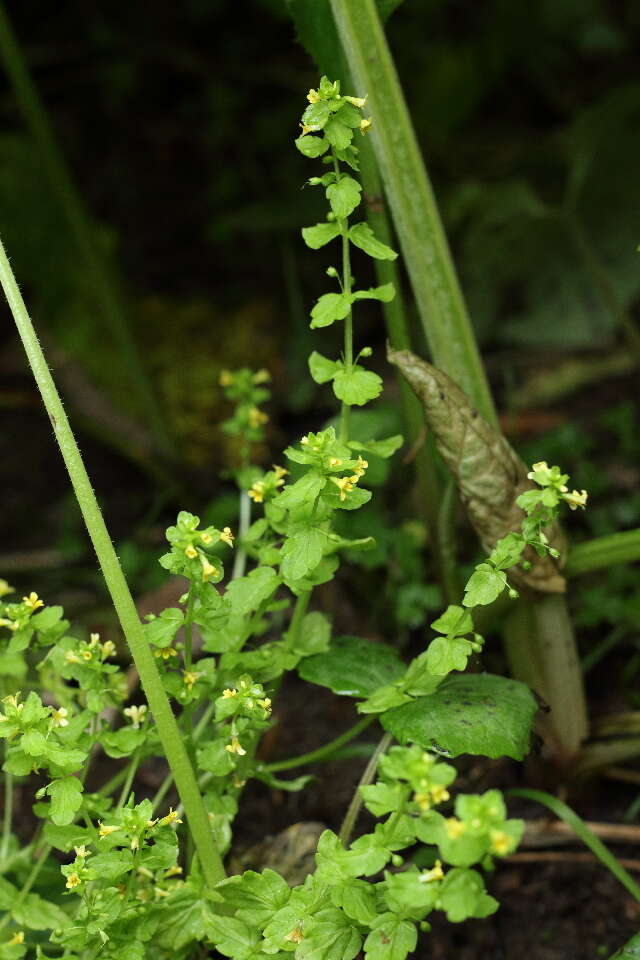 Image of broomrape family