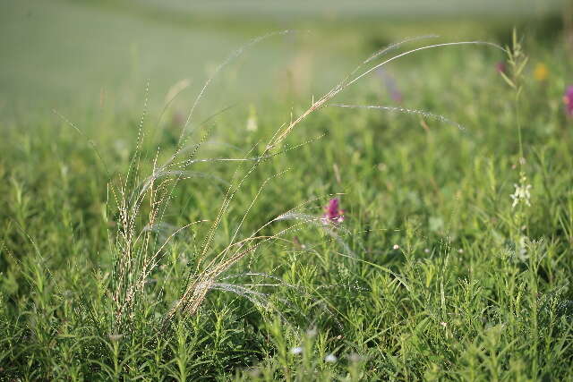 Imagem de Stipa