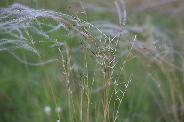 Imagem de Stipa