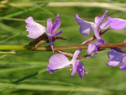 Image of Anacamptis