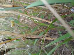 Image of bur parsley