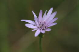 Image of salsify