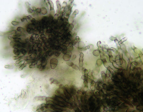 Image of <i>Cymadothea trifolii</i>
