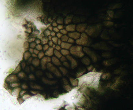 Image of <i>Cymadothea trifolii</i>