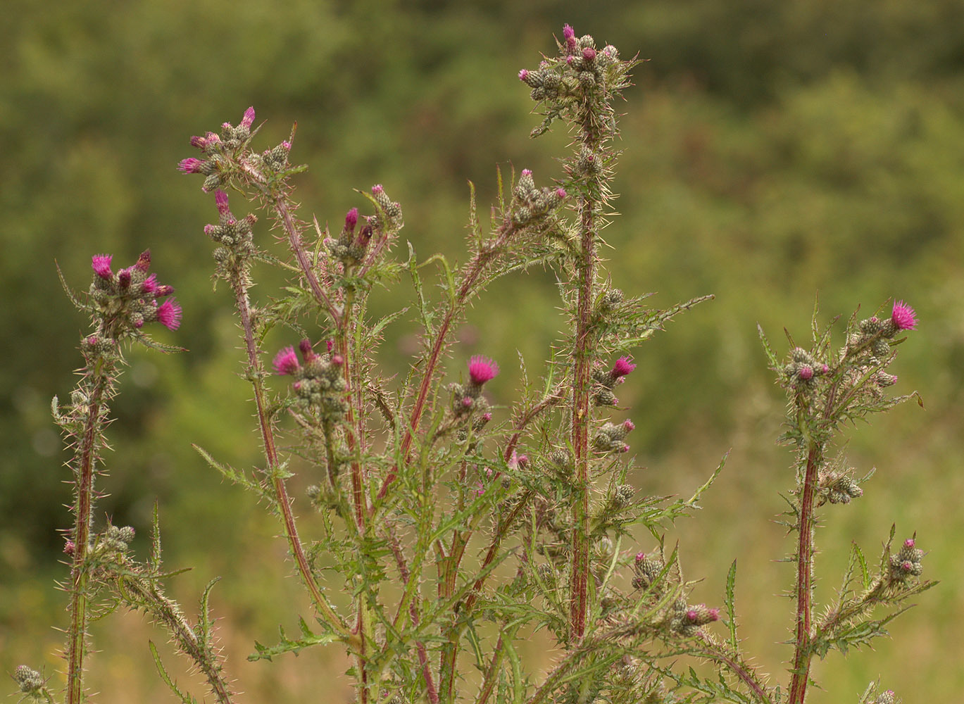 Cirsium palustre (rights holder: )