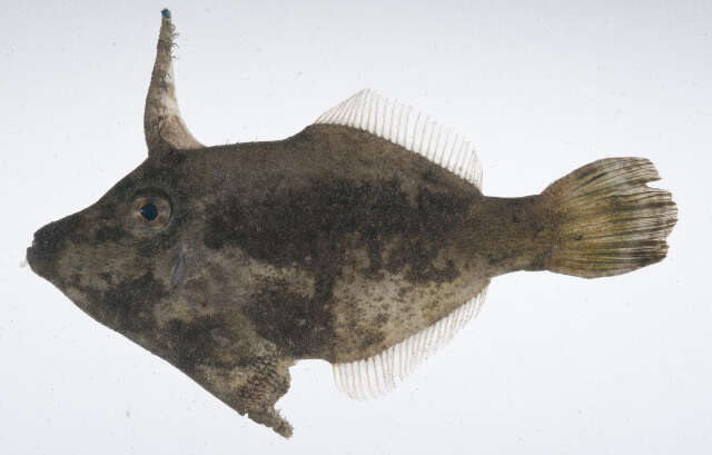 Image of Acreichthys