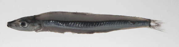 Image of Spratelloides