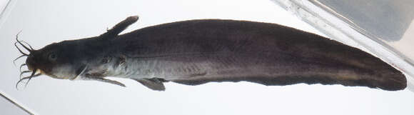 Image of Paraplotosus