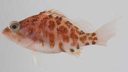 Image of Plectranthias