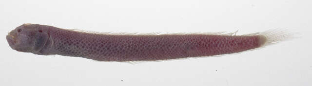 Image of Amblyopinae