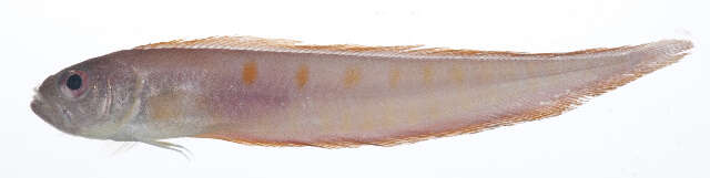 Image of Acanthocepola