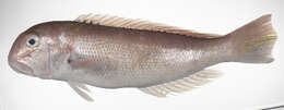 Image of Tilefish